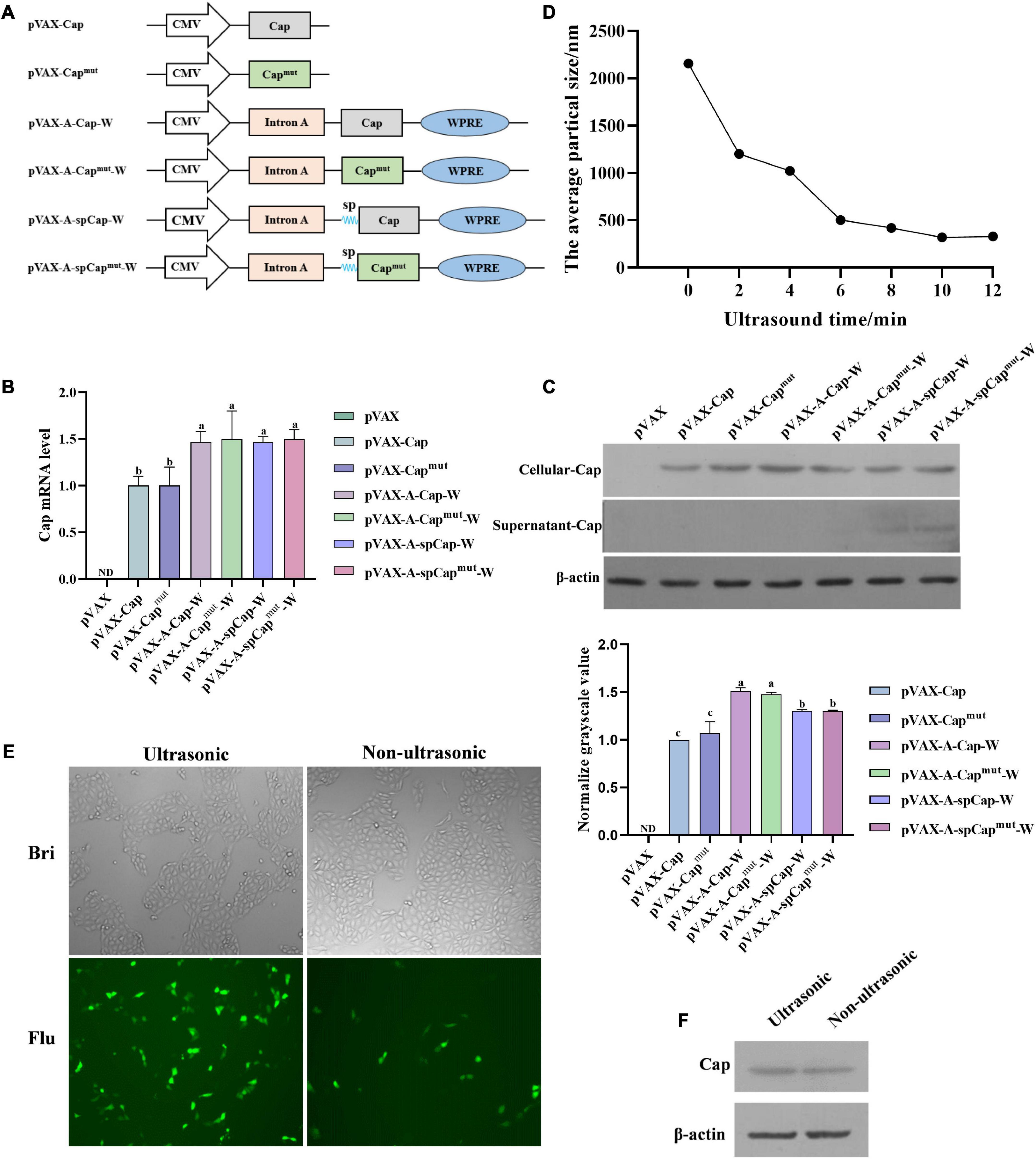 The ultrasonically treated nanoliposomes containing PCV2 DNA vaccine expressing gC1qR binding site mutant Cap is efficient in mice